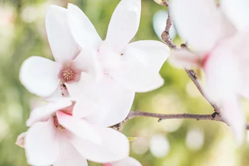 Foto op Canvas Spring flowering magnolia tree in close plan © Svetlana