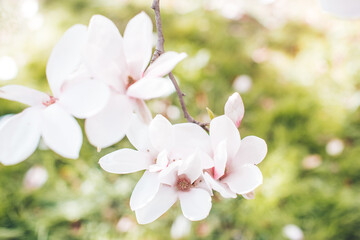 Spring flowering magnolia tree in close plan