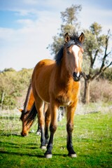 Fototapeta premium Horses in the meadow, with a portrait of a horse standing in front of the camera and another one is grazing behind him. Green herbs, trees and cloudy blue sky.