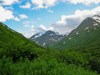 Fototapeta premium Lush green valley with thick vegetation in foreground, snow on mountains in background, blue sky