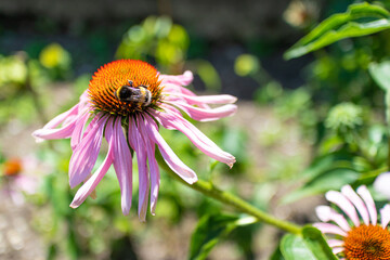 Echinacea and bee