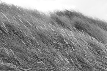 Black and white photograph of dune grasses swaying in the wind
