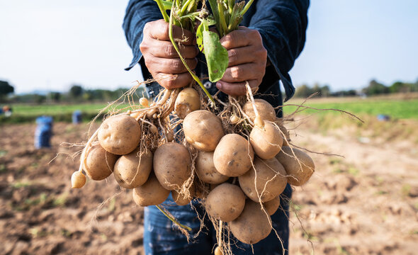 Farmer Harvesting Potatoes In The Field.