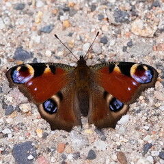 Peacock Butterfly sitting on a sandy road