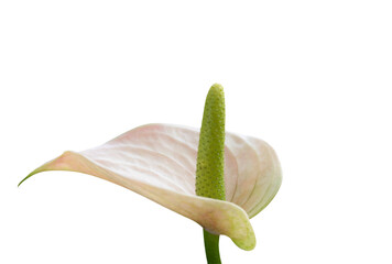 Anthurium shape heart with soft pink color on isolate background