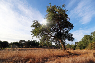 Cork oak tree (Quercus suber) and mediterranean landscape in evening sun, Alentejo Portugal Europe