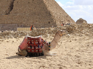 camel in the desert near pyramid on a sunny summer day.