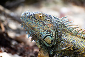 Reptil observando con su ojo color amarillo y cresta de escamas situado en habitad natural