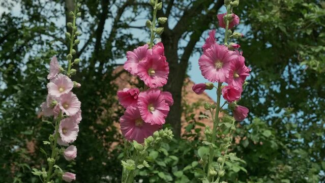 Tree blooming pink and red hollyhock plants waving in the wind against a background with trees and blue sky in summer