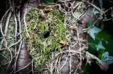 An empty nest after the fledglings haveflown
