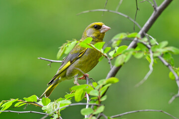 Grünfink, Grünling // European Greenfinch (Chloris chloris)