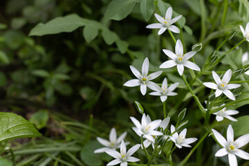 Spring white flowers. Ornithogalum flower. Natural background.