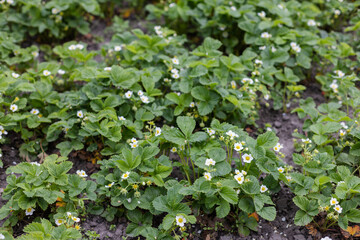 Strawberry plants in blossom. Agriculture, gardening concept.