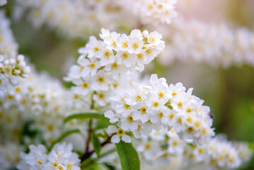 Bird cherry branches in the garden in spring
