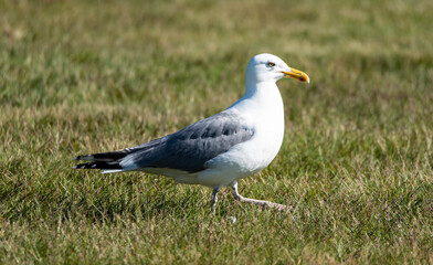 Seagull