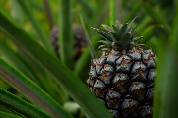 Growing pineapple