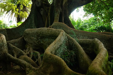 Ancient tree roots