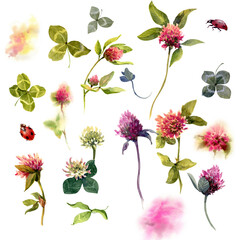 Watercolor pink and white clover, shamrock and quatrefoil wild field flower isolated on white background, botanical hand drawn illustration for design package tea, cosmetic, medicine, greeting card.