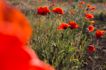 Red poppy flowers field nature spring background with sun. Space for text. Soft selective focus. Beautiful wild flower.