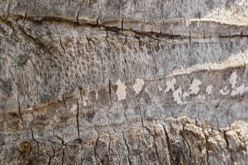 Palm tree bark texture wallpaper.