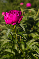 Obraz premium Pink peonies flowers field nature spring background with sun. Space for text. Soft selective focus. Beautiful wild flower.