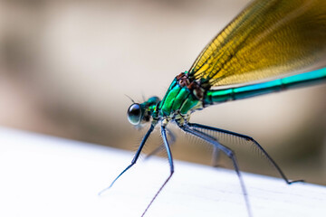 Libellule (caloptéryx splendens femelle)