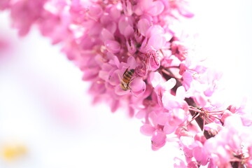 bee on pink redbud tree flowers  in srping collectin honey
