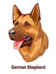 German shepherd dog, head of dog. Vector illustration on white.