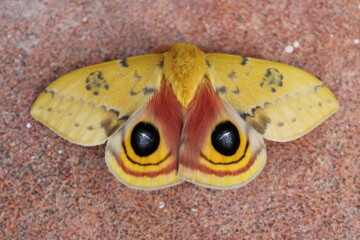 close up of a butterfly