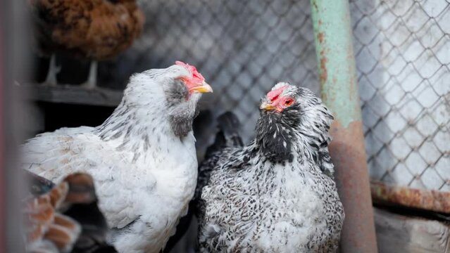 Two light-colored Faverolles chicken close-up
