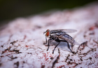 insect fly on old cement floor. selective focus