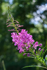 pink flowers in the forest