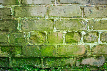 Growing green mold on a brick wall