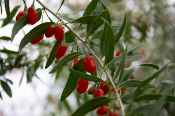fresh and organic goji berry on the tree