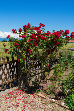 Flowers In A Garden In Lower Bavaria Roses Geraniums