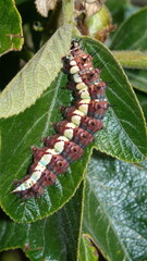 Caterpillar on the leaf of a passion flower vine, in a garden in Cotacachi, Ecuador