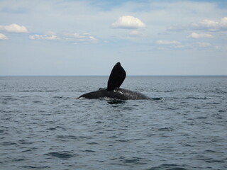Fototapeta premium Argentinien