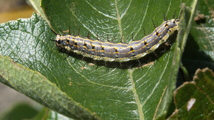 Caterpillar on the leaf of a passion flower vine, in a garden in Cotacachi, Ecuador