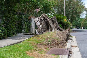 Uprooted Tree Stump, Lifted Turf and Buckled Sidewalk as Legacy of Hurricane Ida in New Orleans, LA, USA 