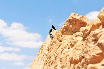 Several birds on the architectural site in Masada, Israel