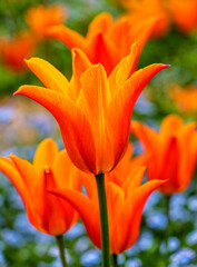 Orange tulips in the spring sunshine 