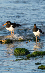 Oystercatchers with orange beaks at low tide 