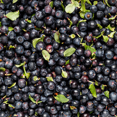 Background of ripe blueberries with leaves, ripe berries.
