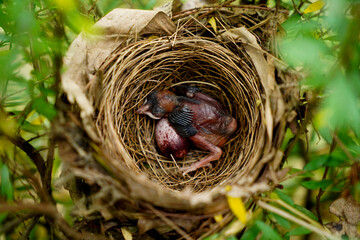 Newly hatched chick of the red-whiskered bulbul and egg in the nest