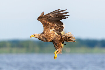 White-tailed eagle - Haliaetus albicilla - with spread wings hunting for fish over blue water at Szczecin Bay in Poland.