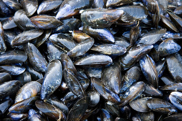 Mussel shell background