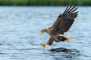 White-tailed eagle - Haliaeetus albicilla - with spread wings  hunting for fish over blue water in background  at Szczecin Bay in Poland. 