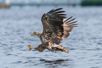 White-tailed eagle - Haliaetus albicilla - with spread wings hunting for fish over blue water at Szczecin Bay in Poland.