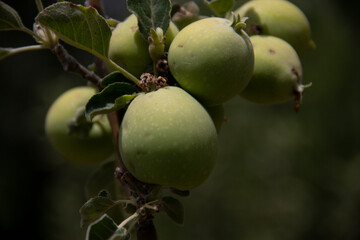 fresh and organic apples on the tree