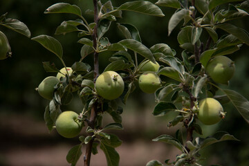 fresh and organic apples on the tree